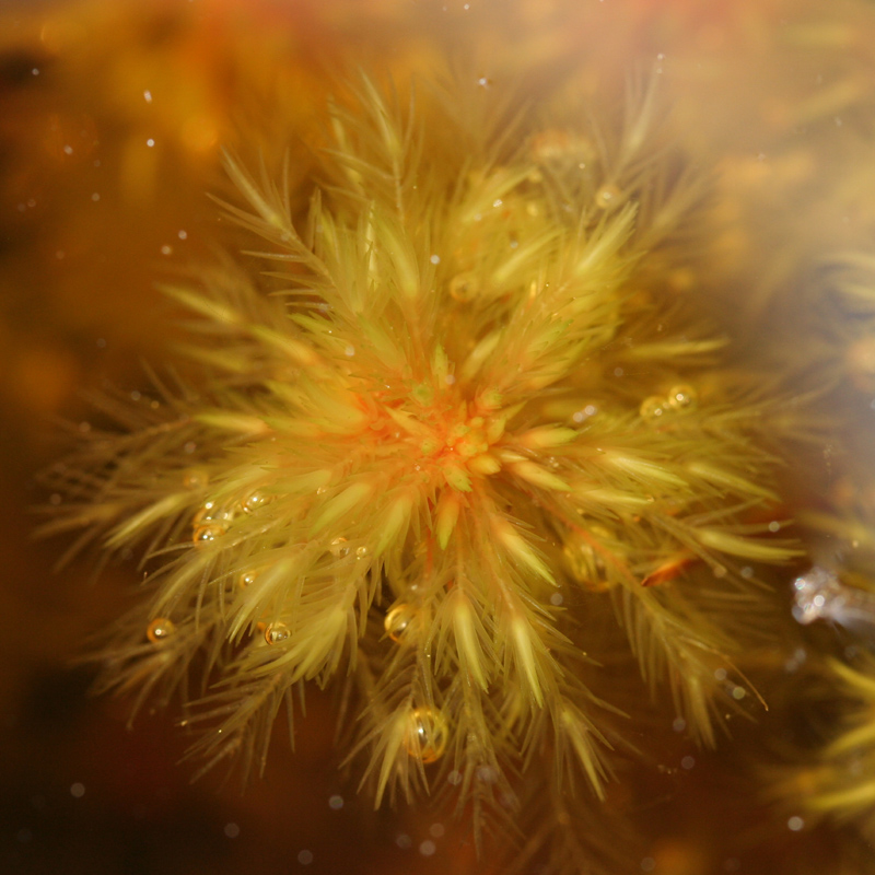 Sphagnum cuspidatum